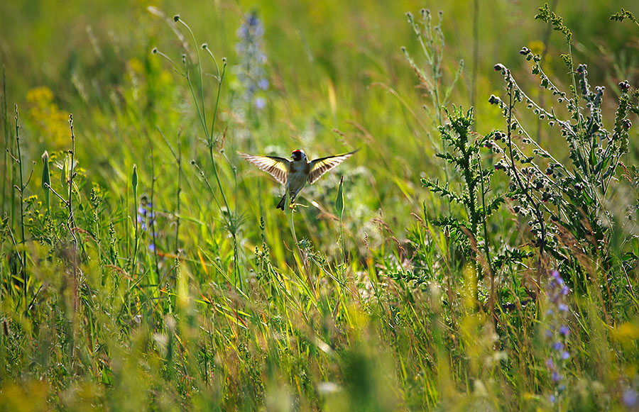 Planet scheglinogo Glück