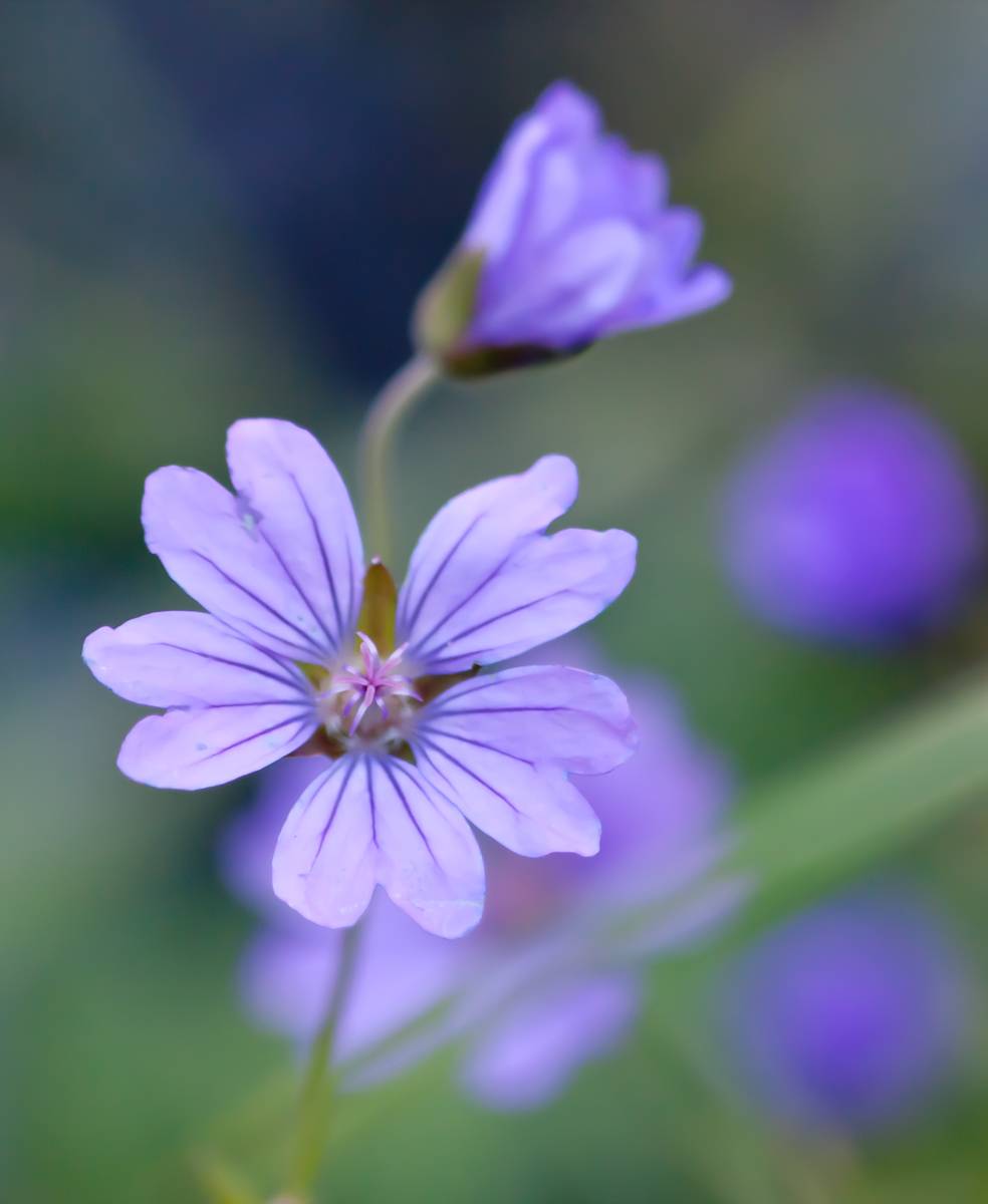 Tsvetik - pyatitsvetik