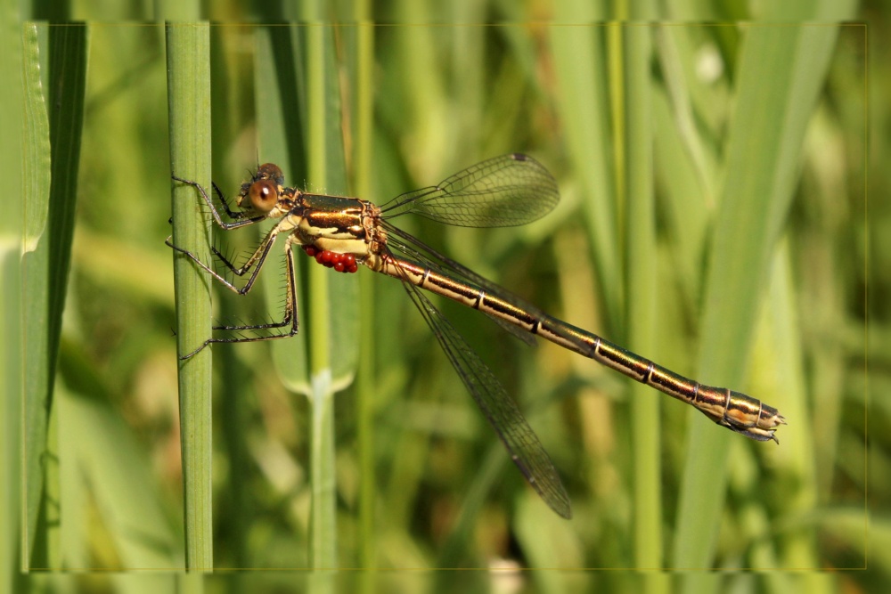 Dragonfly