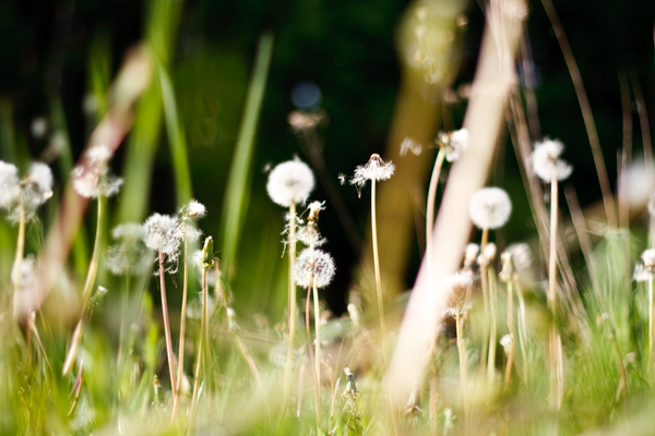 exzentrische Frühling