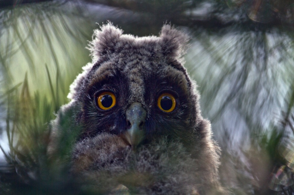 Portrait of a fluffy