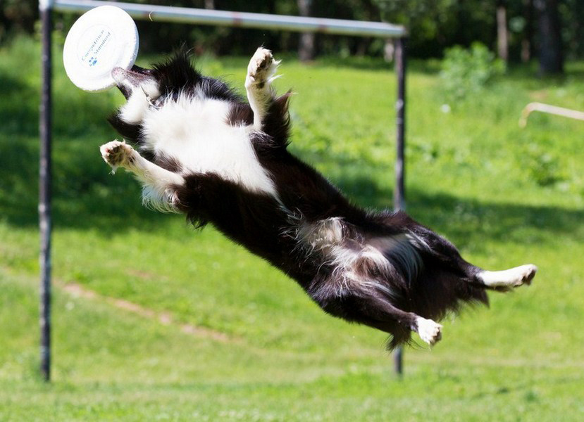 Best in Euro 2012 ...