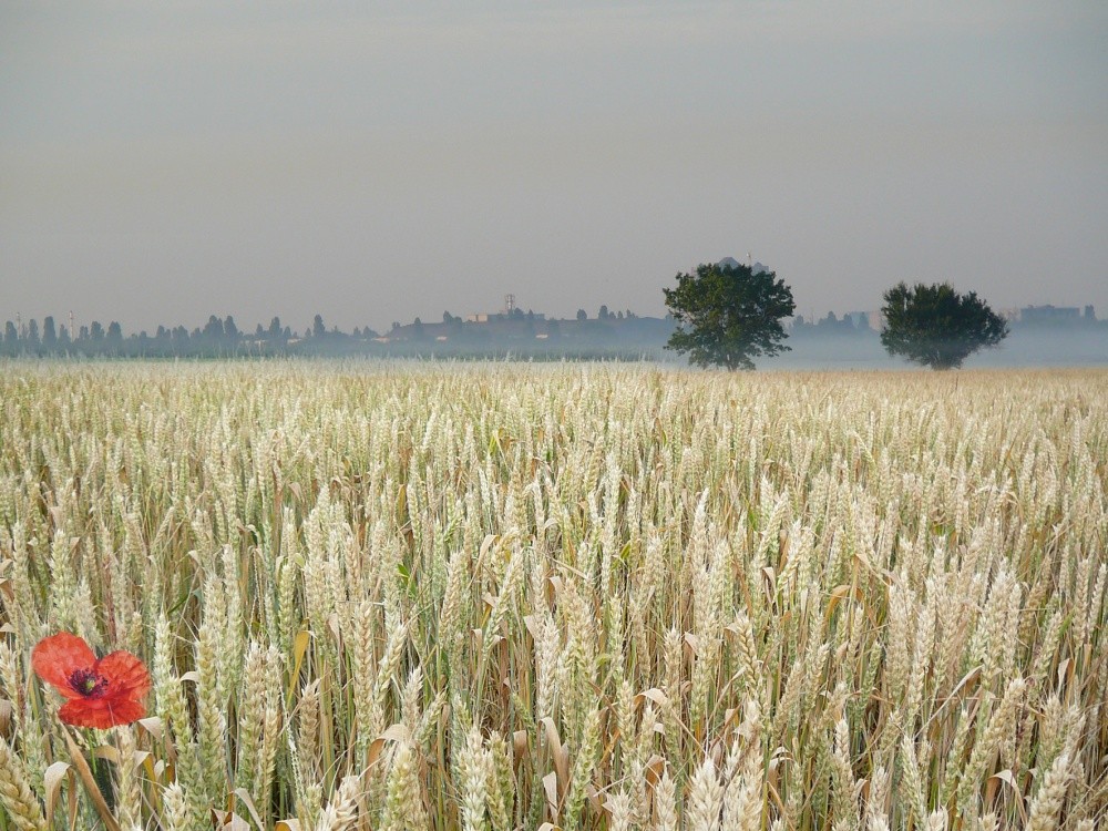 Allein in der Weiße des Weizens