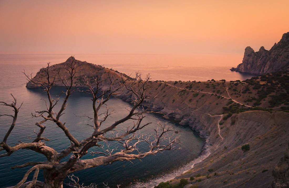 Lizard an der Tränke