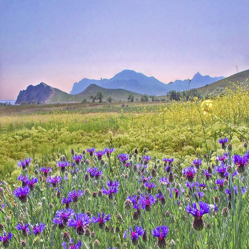 "...В чистом поле васильки..."