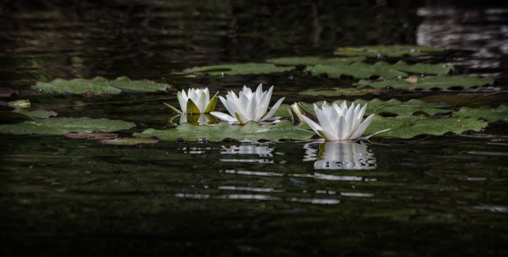 Kollektsyya deskstopov
