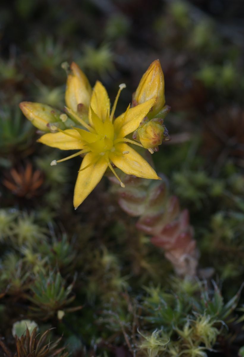 Und Moos in der Blüte ...
