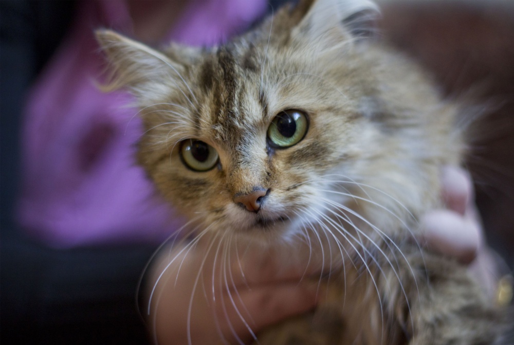 Wer hat gesagt, miauen?