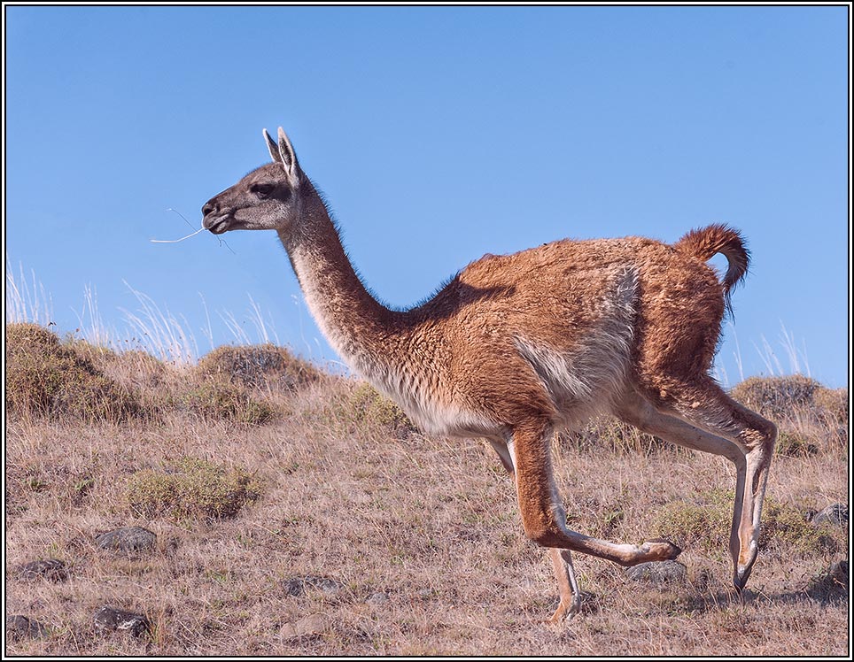 Er hielt den Strohhalm in den Mund, lief munter auf Freiflächen