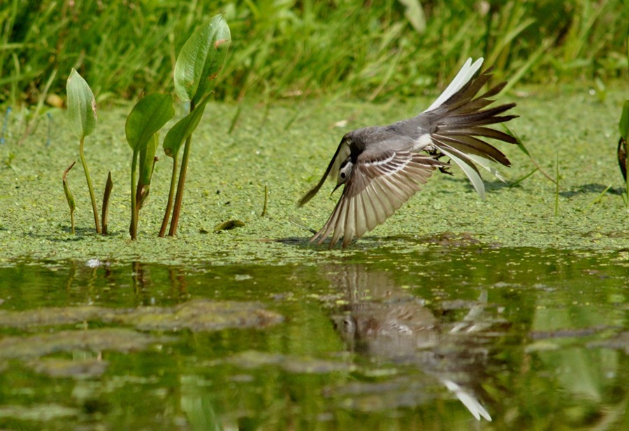 Tanz auf dem Wasser ...
