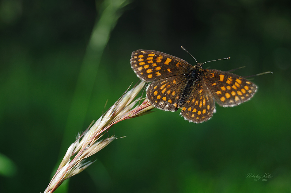 in seiner ganzen Pracht