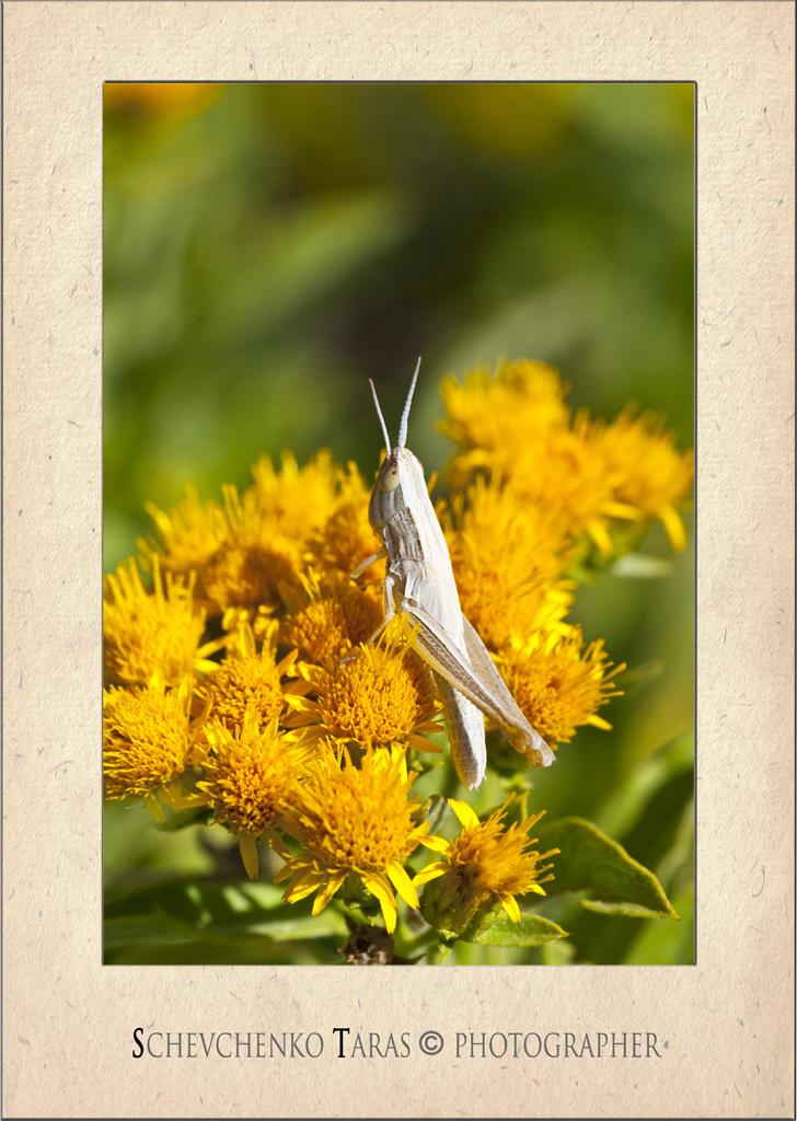 Gentleman in einem hellen Mantel