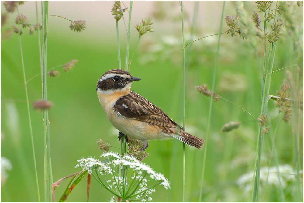 "Ich sah mich um, um zu sehen, ob sie nicht zurück haben .."