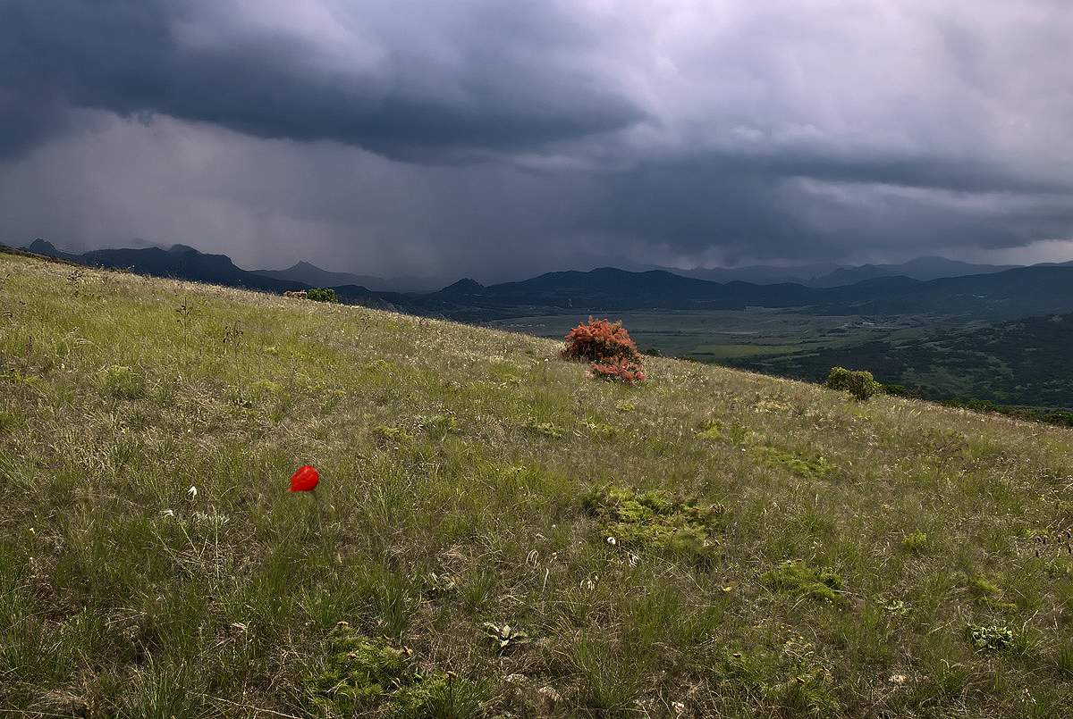 Über die Sonne, regen ... und Scharlach Blume ...