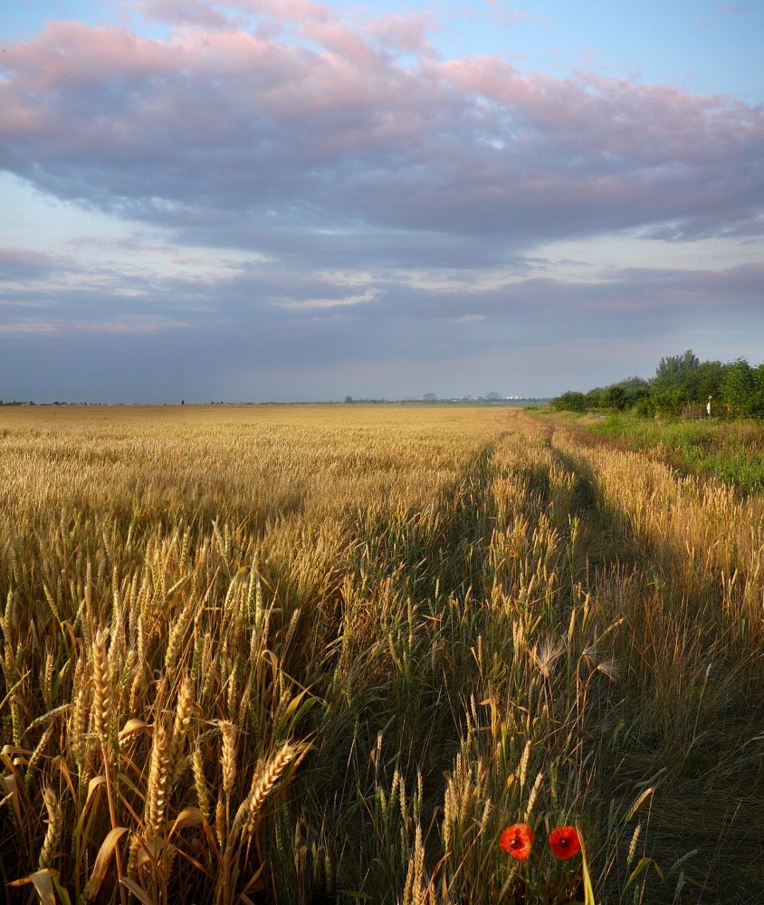 Sommer Farbsättigung
