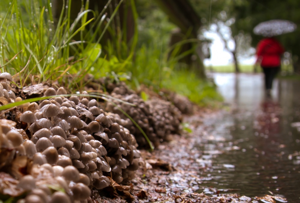 Poddozhdeviki Straßenrand