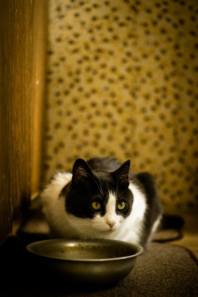 Aber wo ist meine Fische?