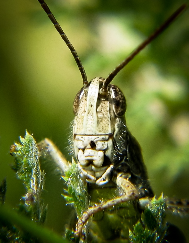 Grüne Ritter-Bruderschaft