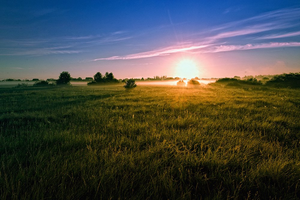 Am Morgen auf einer Wiese