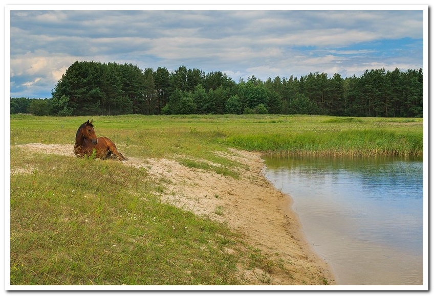 Und wer kann sagen, dass dieses Pferd nicht lügt ...