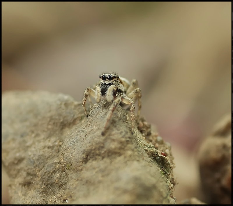 Auch hier bin ich das Meer, warten ...
