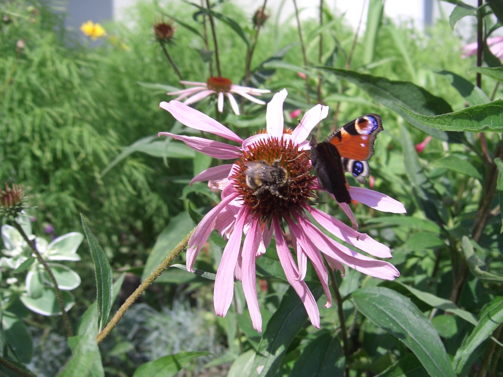 Blumen-und Bumblebee für babachki