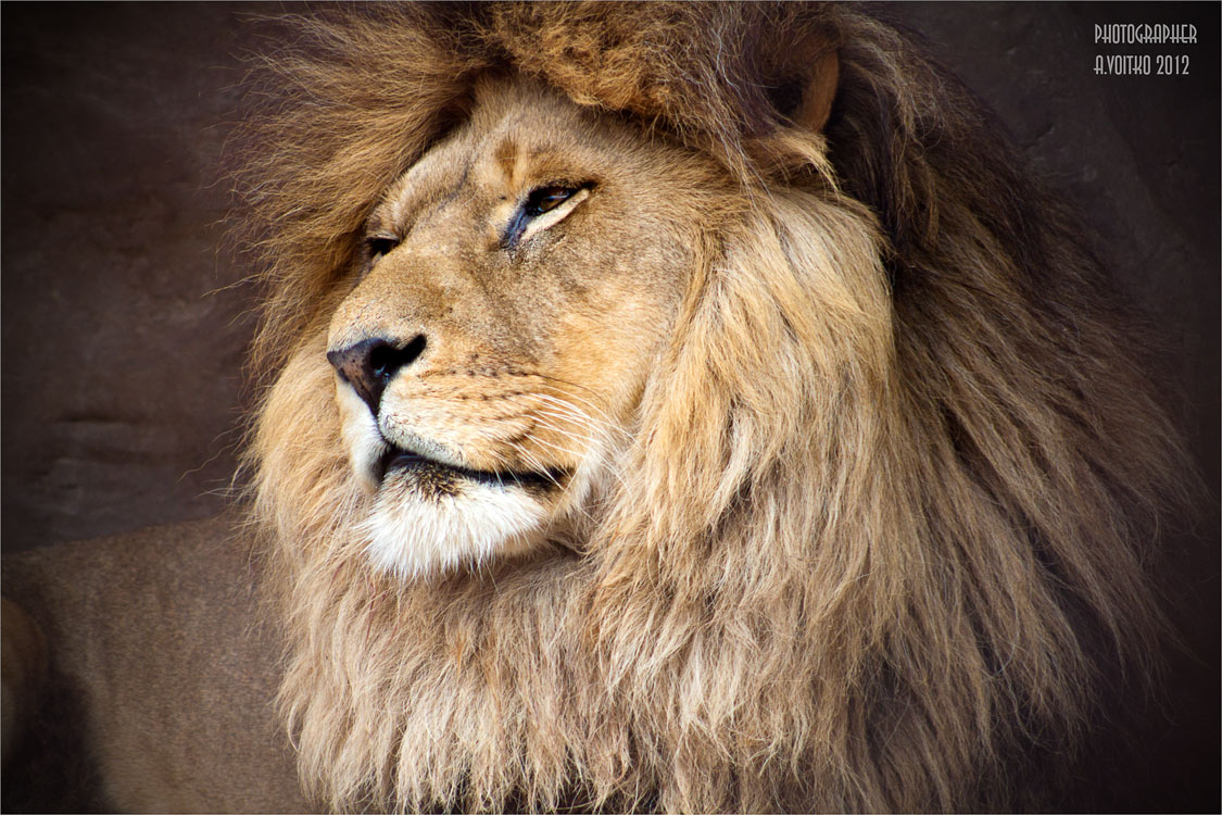 Aslan