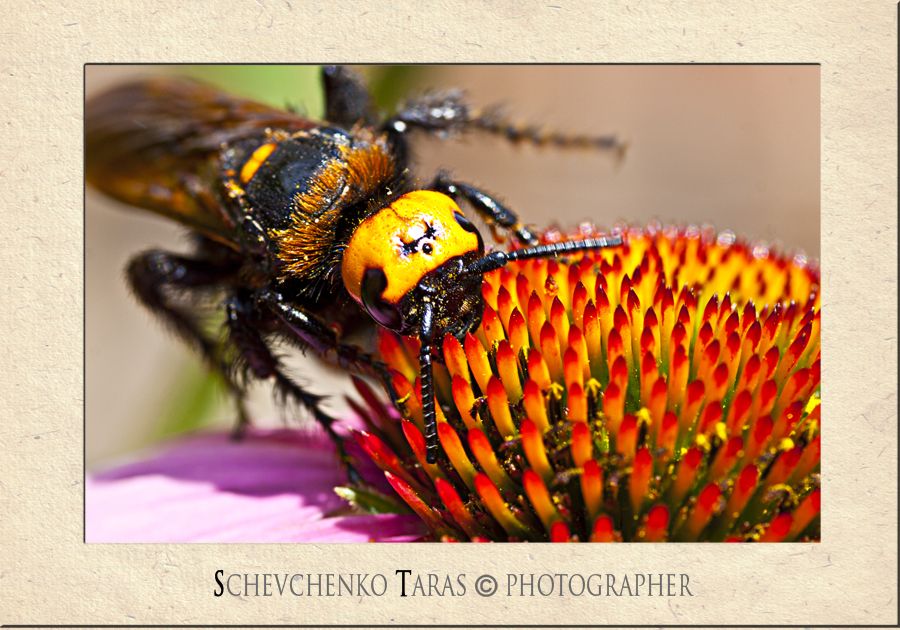 Und manchmal Raubtiere wie süß