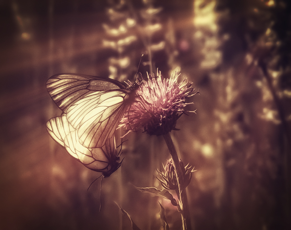 Sommer-Traum der Liebe .. (zwei)