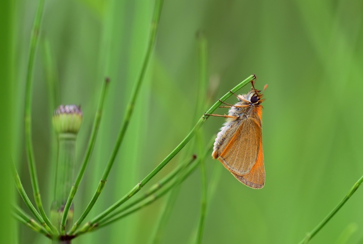Schlafen auf der Schachtelhalm