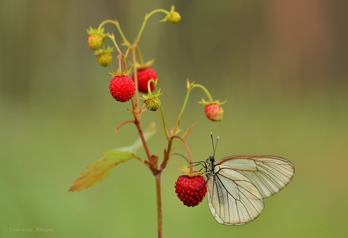 Schmetterlings-Traum Ein Sommernachtstraum durch den Geruch von Erdbeeren inspiriert ...