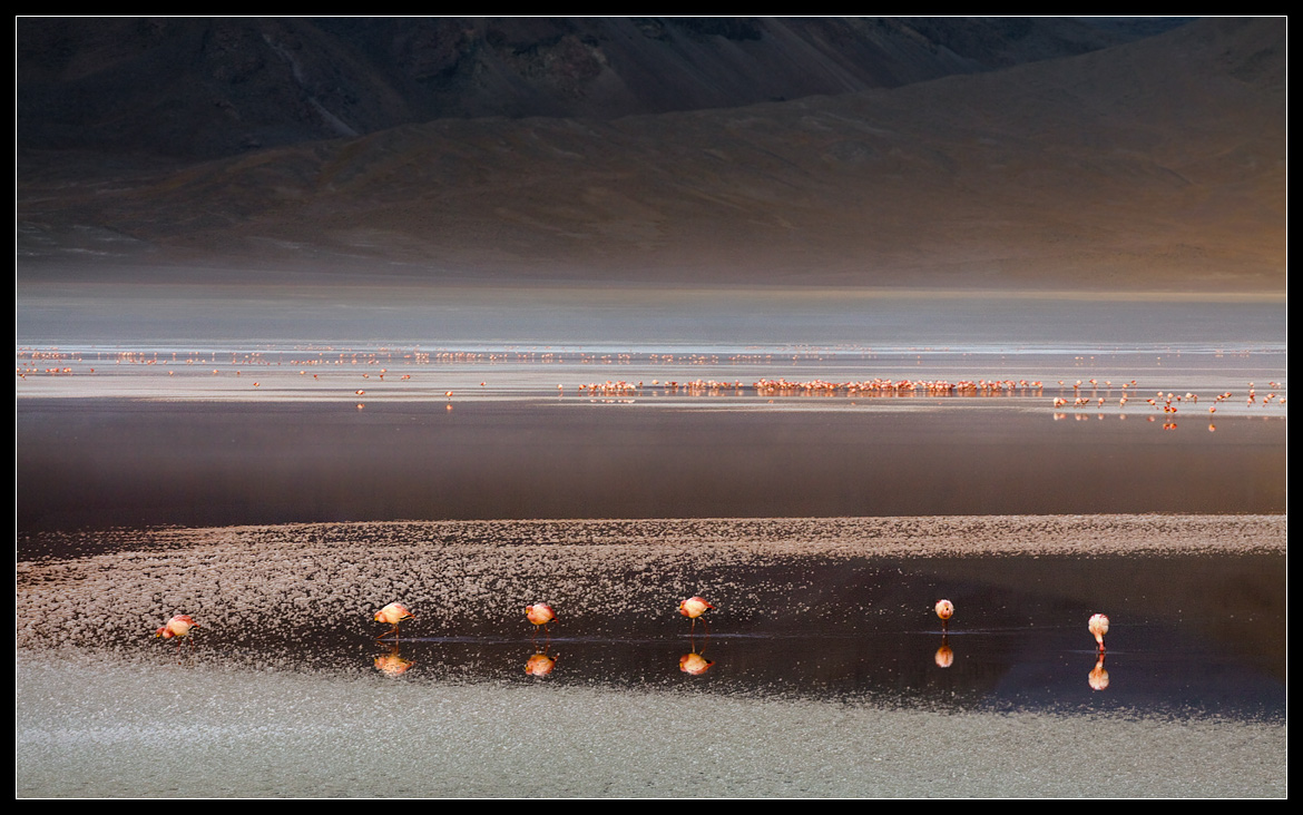 Salz-Life-Flamingos ...