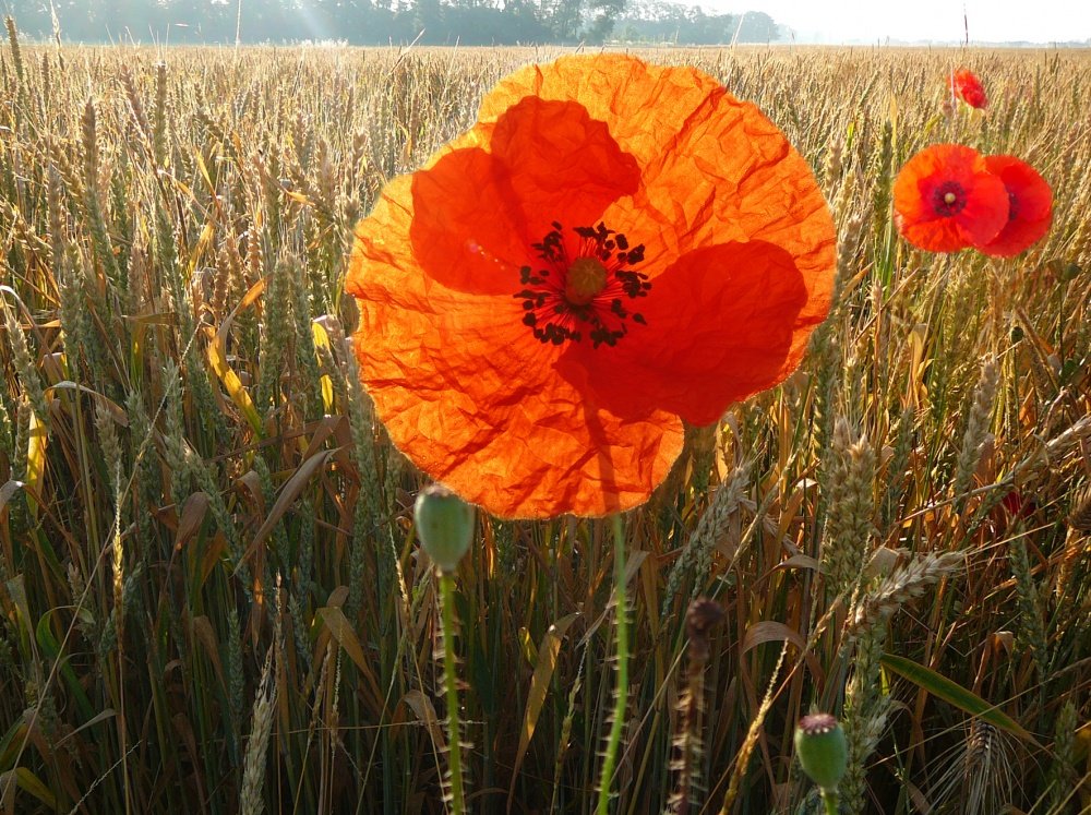 Zog die Sonne, das Licht wurde erteilt