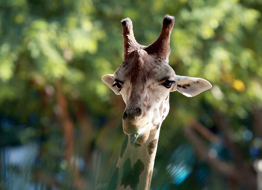 Giraffe