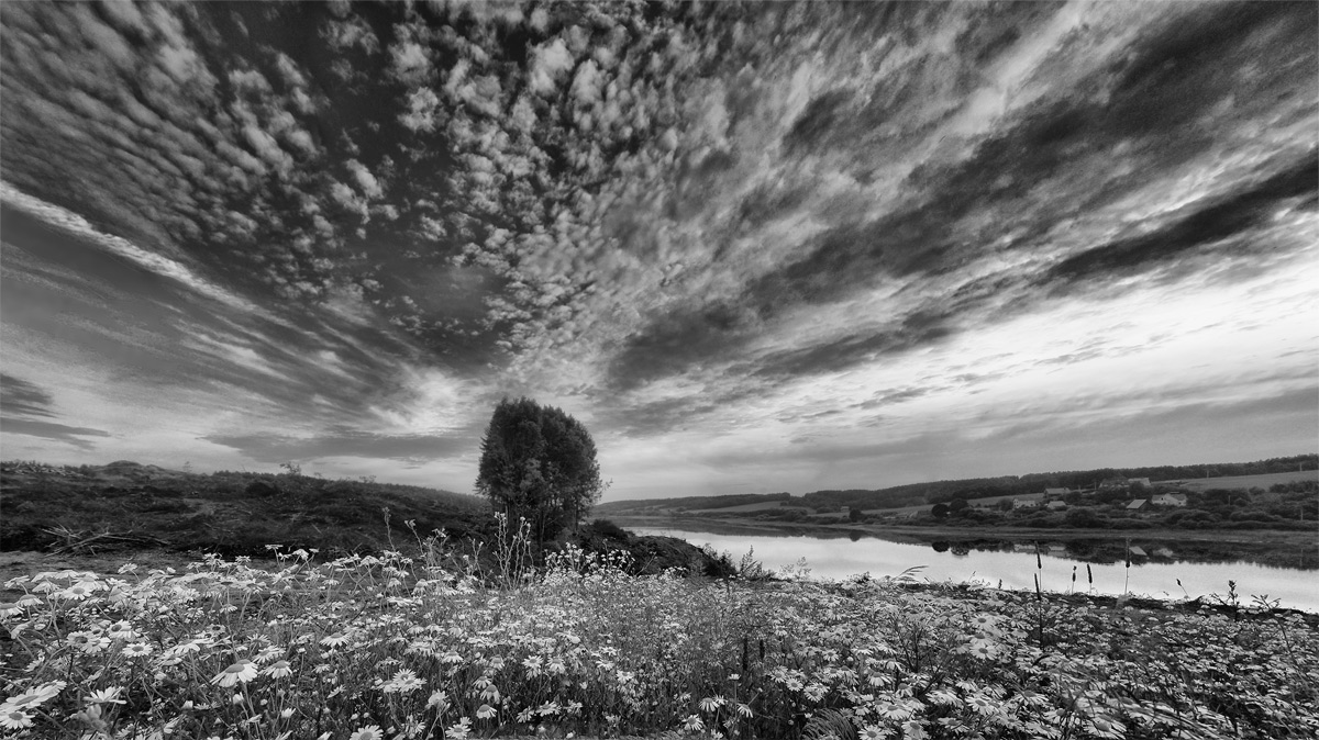 Kamille ... in einem Sprung in den Himmel