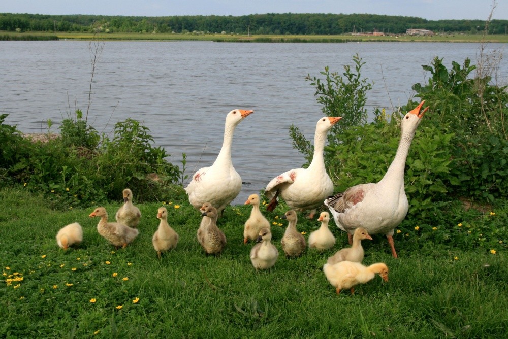 Familie von Gans.