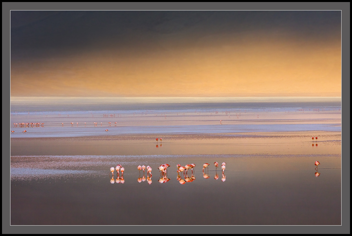 Flamingo ... neuer Tag ....
