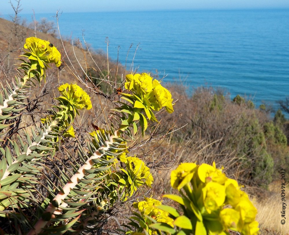 Крымские зарисовки... Весна