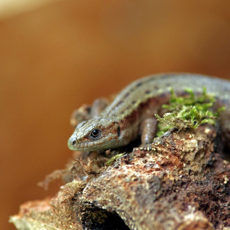 Vor Millionen von Jahren