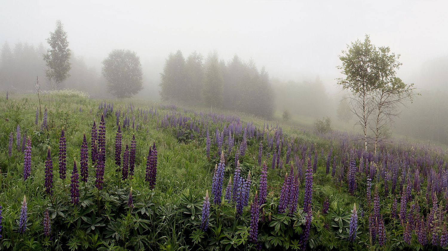 "Nebel und Lupine"