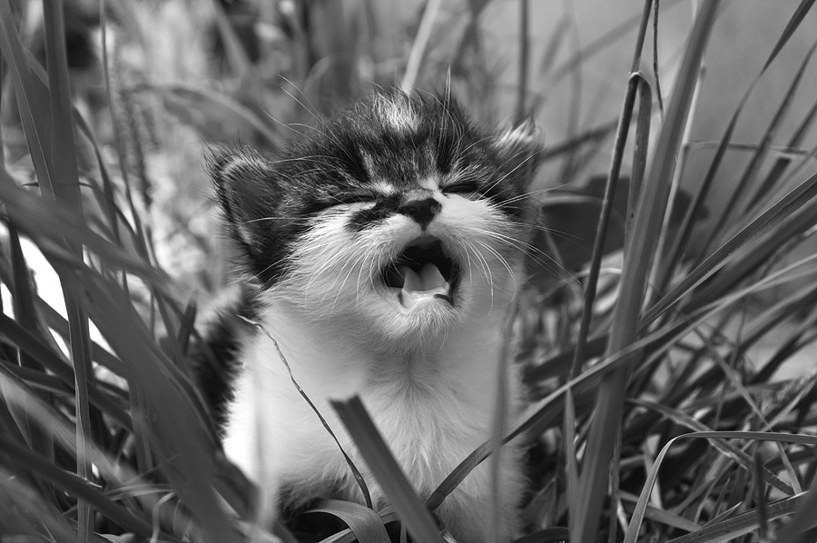 Wo ist mein maaamaa?))