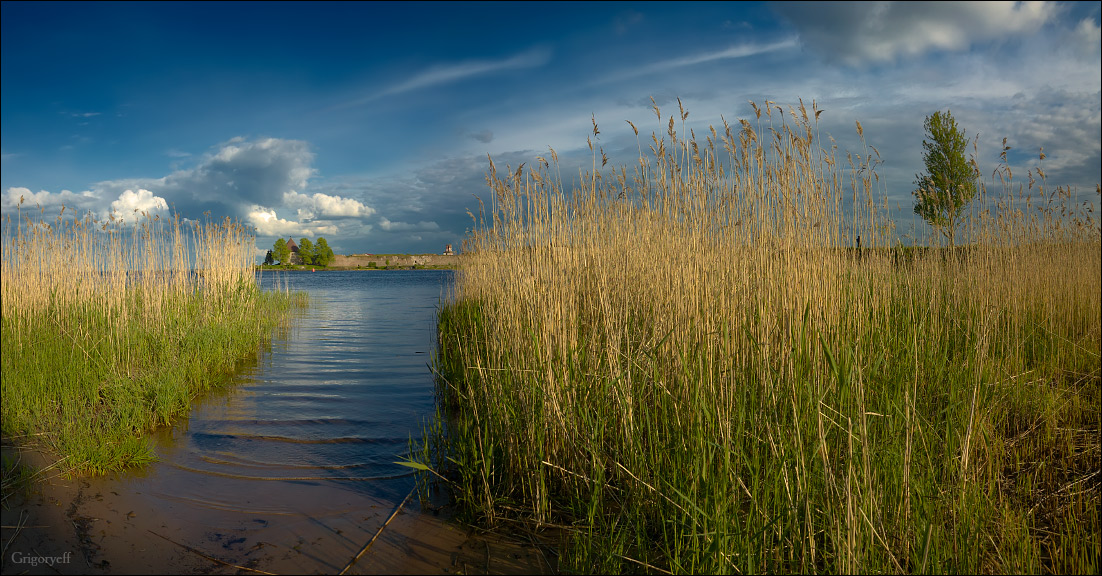 Schilf. Petrokrepost