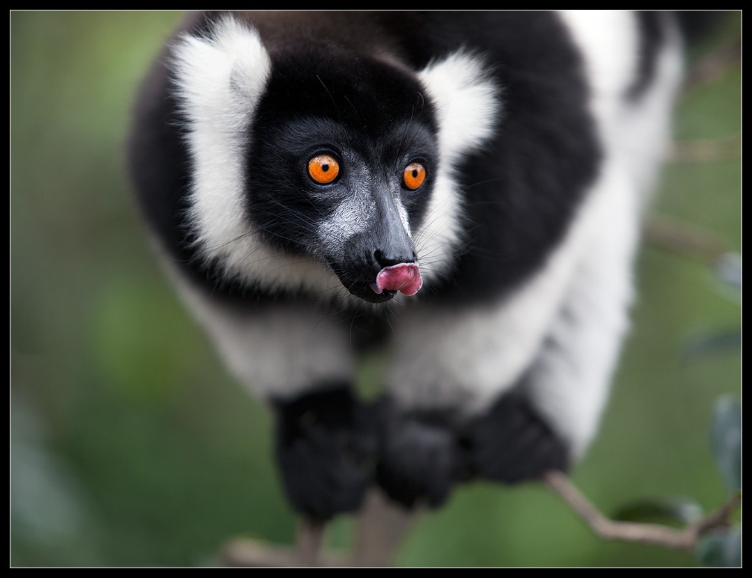 Schwarz-Weiß-Lemur