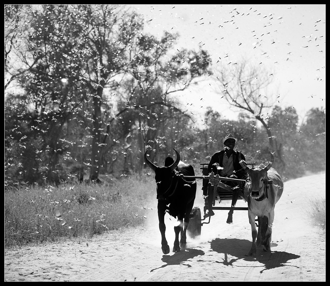 Ein Schwarm von Heuschrecken ..