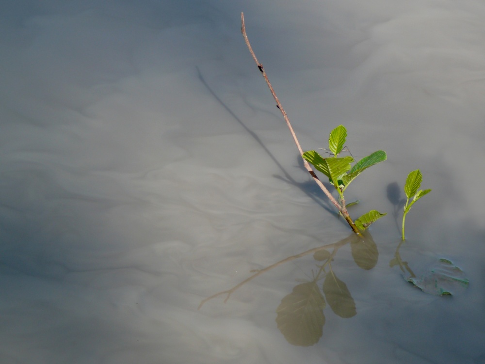 Minimalismus floristischen