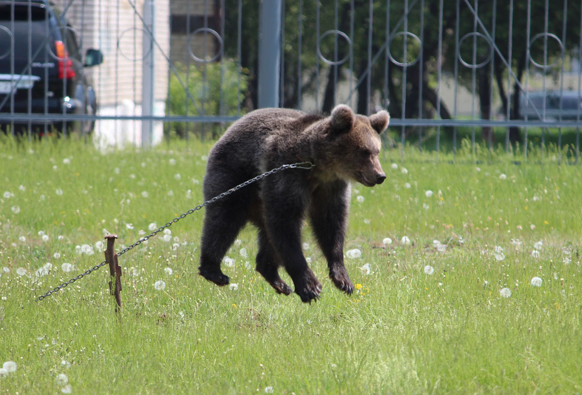 Können Kühe und flugunfähig, ..