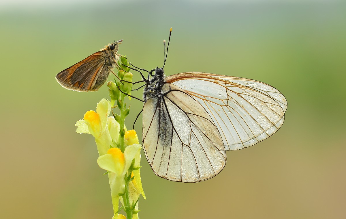 Kleine weiße Königin Seite