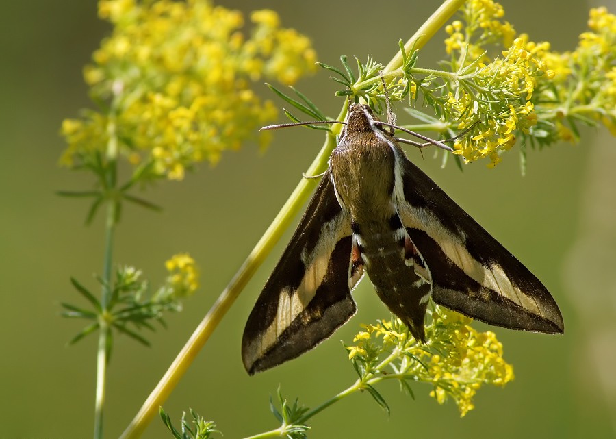 Brazhnik podmarennikovy