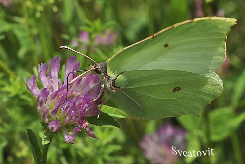 Kohlkopfschmetterling