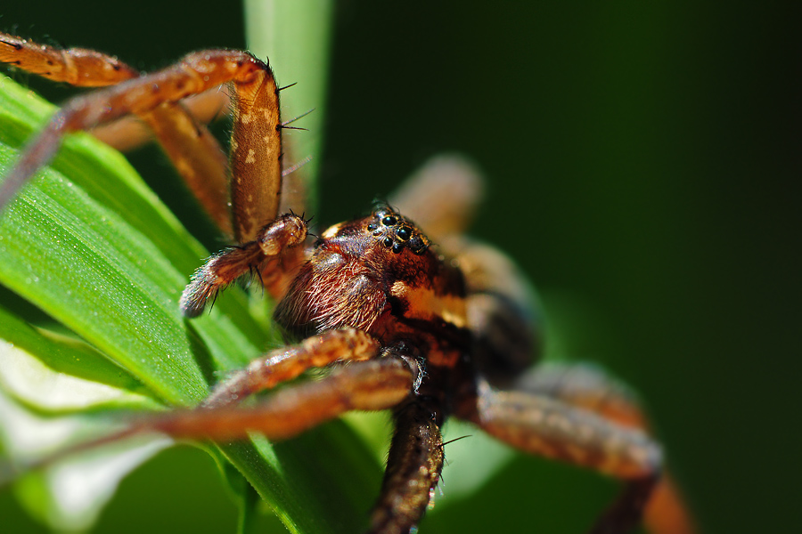 Hunter limbischen Dolomedes fimbriatus
